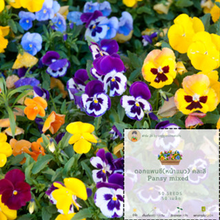 เมล็ดพันธุ์ดอกแพนซี่ ดอกหน้าแมว สีฟ้า สีแดง สีส้มเข้ม สีส้มสว่าง,สีขาว และแบบคละสี ดอก ไม้ทานได้ Pansy