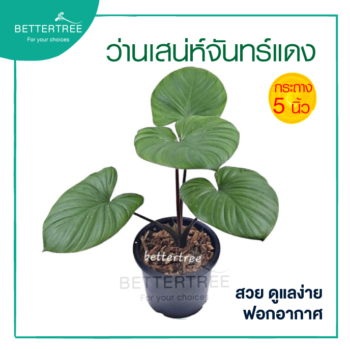 ว่านเสน่ห์จันทร์แดง กระถาง 5 นิ้ว ไม้มงคล ไม้ฟอกอากาศ