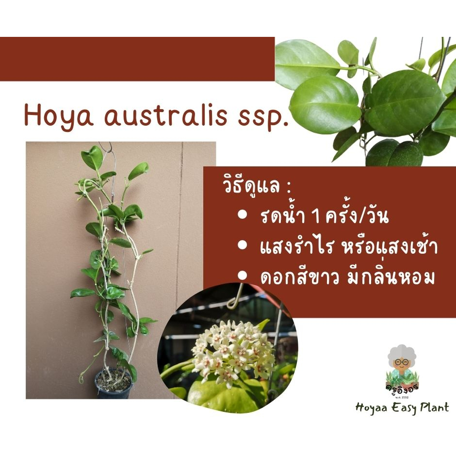 โฮย่า ต้นไม้เลี้ยงง่าย (Hoya australis)