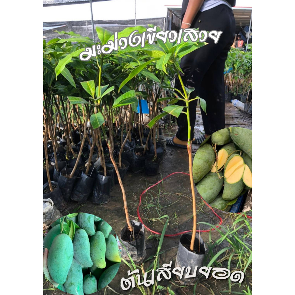 1ต้น มะม่วงเขียวเสวย ต้นพันธุ์เสียบยอด
