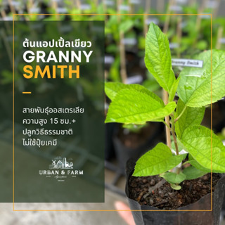 ต้นแอปเปิ้ลเขียว Granny Smith Apple | สายพันธุ์ออสเตรเลีย ปลูกธรรมชาติไม่มีปุ๋ยเคมี