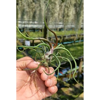 Tillandsia bulbosa black