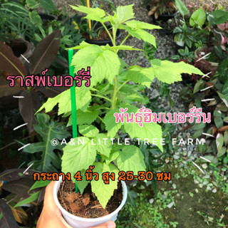 ราสพ์เบอร์รี่ พันธุ์ฮิมเบอร์ริน ผลสีแดง กระถาง 4 นิ้ว สูง 25-30 ซม