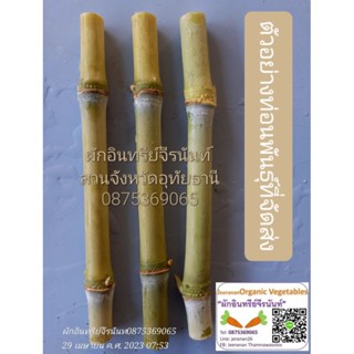 ท่อนพันธุ์อ้อยไข่ 3 ท่อน 6 ข้อตา (ราคา 100 บาท) บ่มท่อนพันธุ์ให้ระหว่างขนส่ง(รากงอกตางอก) มีคู่มือชำให้