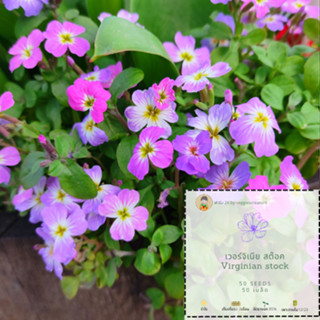 เมล็ดพันธุ์ดอก เวอร์จิเนีย สต๊อค Virginian Stock flower seeds