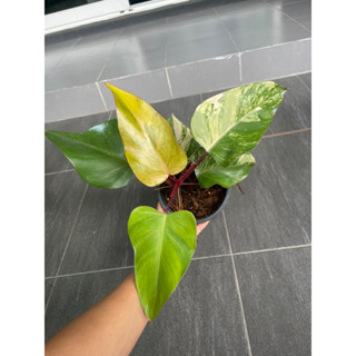 Strawberry Shake Philodendron Variegated เรอดเอมเมอรอล/สตรอว์เบอร์รี่เช็ค