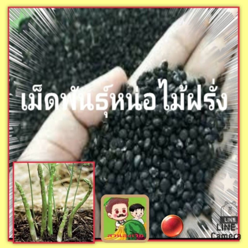 เมล็ดพันธุ์ต้นหน่อไม้ฝรั่ง เมล็ดพันธุ์ผักสวนครัว ชุดล่ะ 200 เม็ด