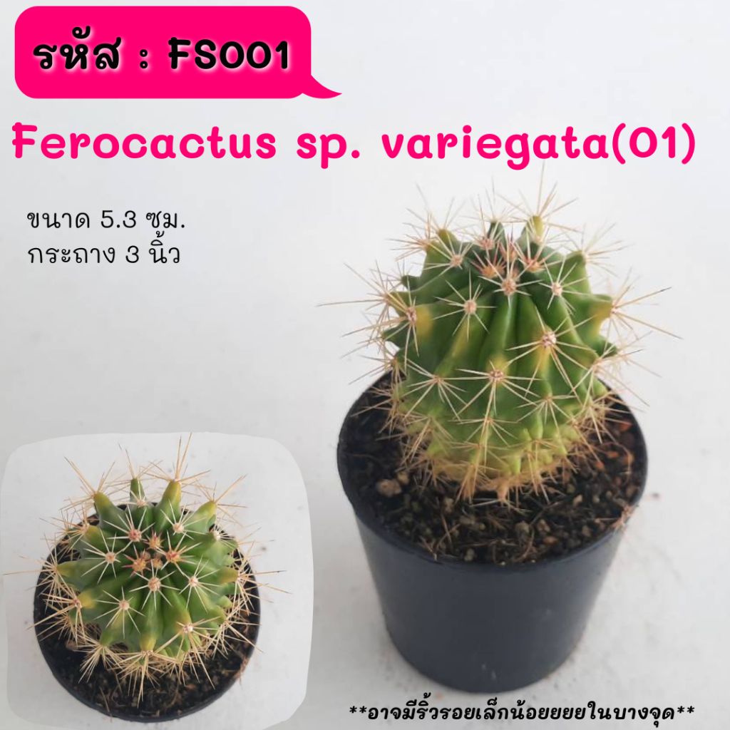 Ferocactus sp. variegata(01) ลูกผสมตัวด่าง ไม้เมล็ด cactus กระบองเพชร แคคตัส กุหลาบหิน พืชอวบน้ำ