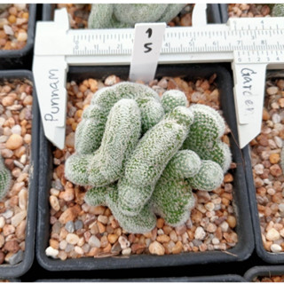 🌵💥แมมนกฮูกคริสตาต้า 💥🌵 Mammillaria perbella cristata  ไม้ชำหน่อขนาด 6-8 ซม.  ต้นกระบองเพชร ต้นแคคตัส (แคคตัส กระบองเพชร)