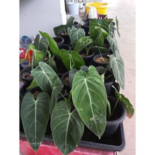 Philodendron Melano *สินค้าในภาพเป็นสินค้าส่งจริง* ฟิโลเดนดรอน เมลาโนไครซัม, กระถาง 4-6 นิ้ว รากแน่น ใบใหญ่ พร้อมส่ง