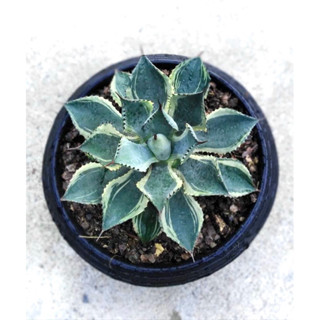 agave potatorum tradewind