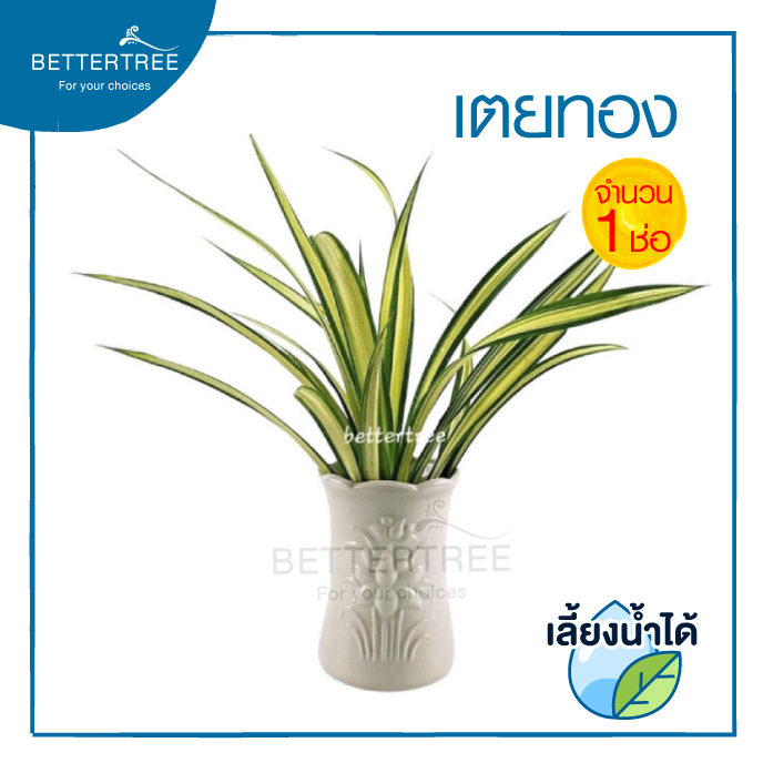 เตยทอง (จำนวน 1ช่อ ) เลี้ยงน้ำได้ ช่วยฟอกอากาศ ต้นไม้น้ำ