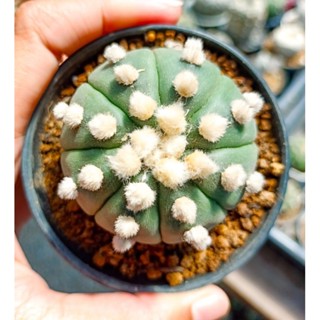 แอสโตรไฟตัม แอสทีเรียส โออิโบะ (Astrophytum asterias Ooibo)