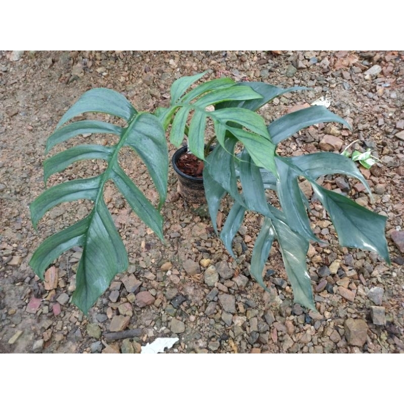 อิพิเซบูบลู เบอร์ 1 (Epipremnum Pinnatum Cebu Blue No.1) ไม้สะสมหายาก  ส่งพร้อมกระถาง 4และ6 นิ้ว