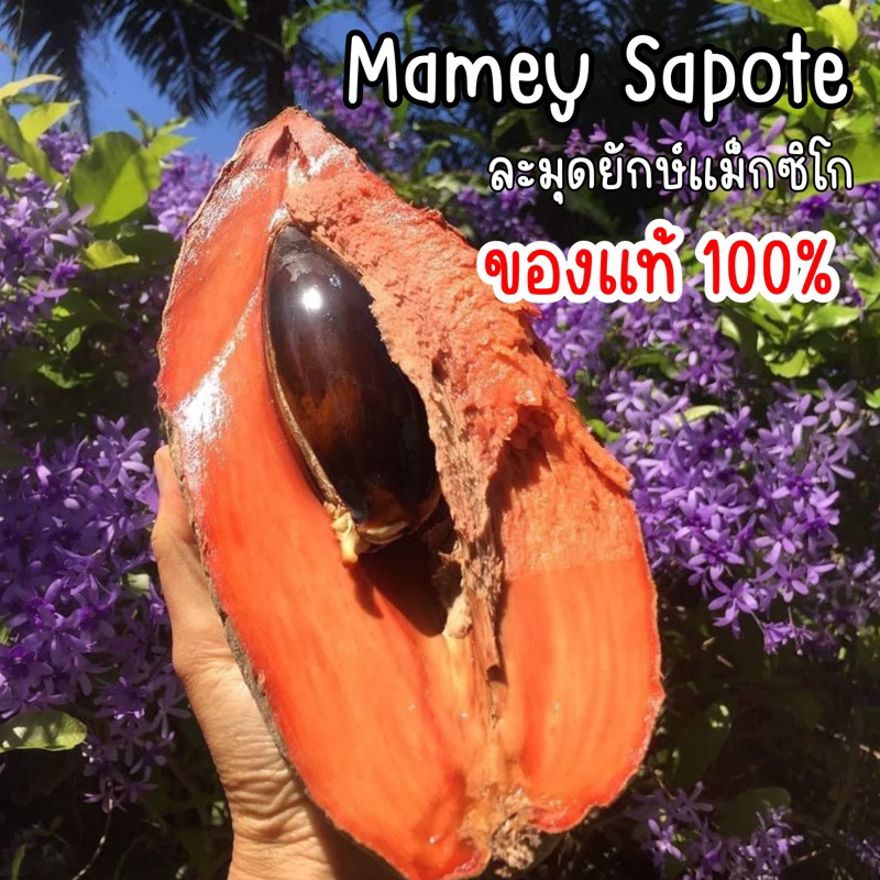 ของแท้ 100% ❤️เมล็ดละมุดยักษ์ Mamey Sapote นำเข้าจากแม็กซิโก