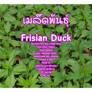 เมล็ดพันธุ์กัญชา พันธุ์ Frisian Duck ได้รับอนุญาตจำหน่ายเมล็ดพันธุ์ควบคลุมถูกต้อง