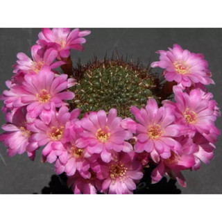 ไม้กราฟเงาะเขียว ซัลโครีบูเทีย Sulcorebutia Mentosa