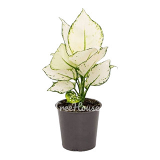 ซุปเปอร์ไวท์  (Aglaonema Super White)