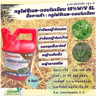 กลูโฟซิเนต แอมโมเนียม 15% W/V SL (4 ลิตร) ยาฆ่าหญ้าชนิเผาไหม้ กำจัดได้ทั้งหญ้าใบแคบและหญ้าใบกว้างตายเรียบ ชนิด เผาไหม้