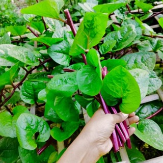 ผักปลัง กิ่งผักปลัง 🌱กิ่งผักปลังตัดสด 🌱กิ่งผักปลังออแกนิกส์ ผักปลังตัดสด