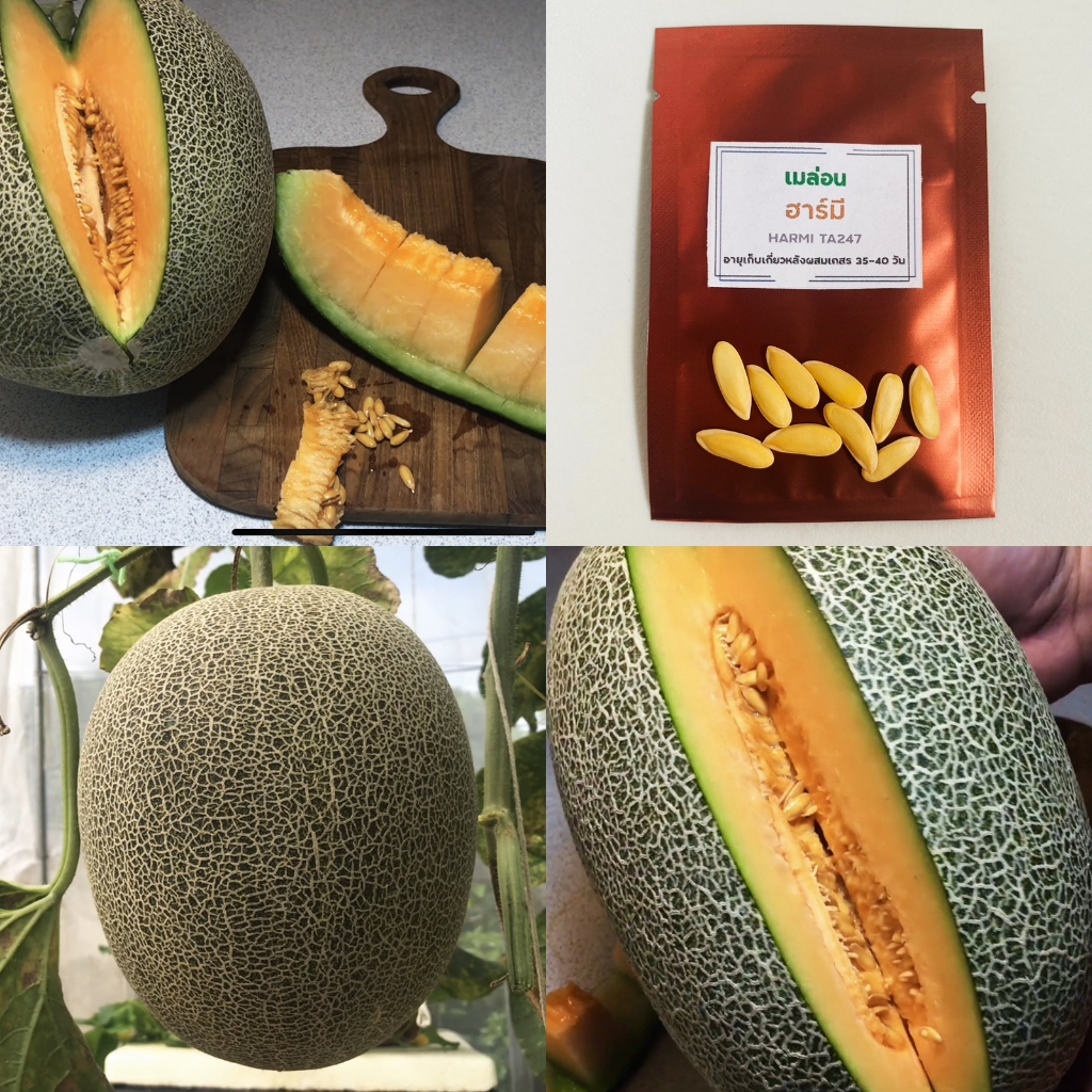 เมล็ดพันธุ์เมล่อนฮาร์มี จำนวน 10 เมล็ด HARMI TA247 Melon เนื้อส้ม กรอบ