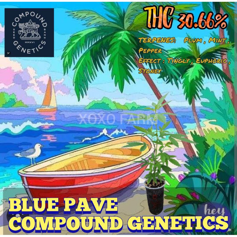 กิ่งชำกัญชา BLUE PAVE ค่าย COMPOUND GENETICS โฟโต้ เมียแท้ 100%