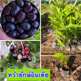 (2 ต้น)🍇ต้นหว้ายักษ์อินเดีย 🍇🍐ต้นเพาะเมล็ด ต้นประมาณ35-40 เซนติเมตร