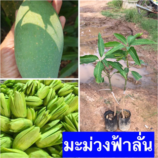 🍐มะม่วงฟ้าลั่น🍐🎋 ต้นเสียบยอด ต้นประมาณ45-55 เซนติเมตร