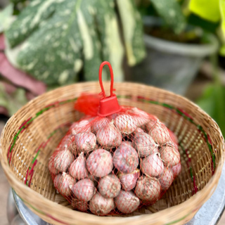 กระเทียมโทน ไซต์ใหญ่ ขนาดสม่ำเสมอ ที่ร้านคัดให้อย่างดีก่อนส่ง คัดพิเศษ เนื้อแน้น ขนาด 500-1000 กรัม ศรีสะเกษ