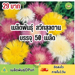 ถูกสุดคุ้ม เมล็ดพันธุ์ ดอกสวีทสุลตาน บรรจุ 50 เมล็ด