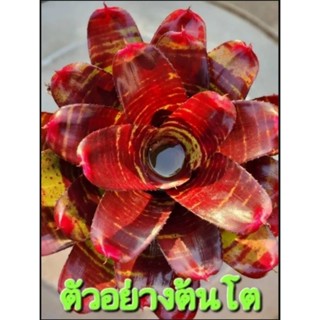 สับปะรดสี Bromeliad Neoregelia  Touchdown จำนวน 1 ต้น จัดส่งแบบถอดกระถาง ต้นไม้สวยงาม ฟอกอากาศ ต้นไม้มงคล