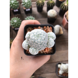 แมมลูกกอล์ฟMammillaria humboldtii