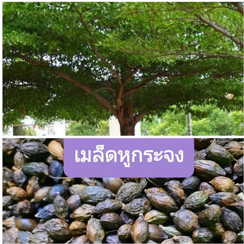 ต้นหูกระจง เมล็ดหูกระจง 1️⃣ ชุด 4️⃣0️⃣ เม็ดแถม 5️⃣ (วันนี้เท่านั้น) 💥 หูกระจง (Terminalia ivorensis) ต้นหูกระจง แผ่บารมี
