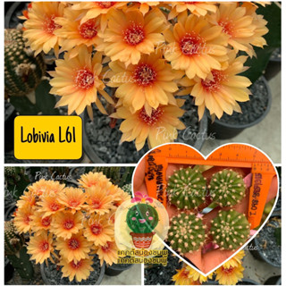 หน่อเด็ดสด 4 หน่อ 20 บาท แคคตัส/กระบองเพชร Cactus โลบิเวีย Lobivia L61