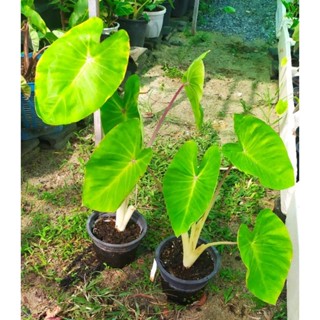 โคโลคาเซียมิวอิโกล Maui Gold ต้นสูง50cm.  Colocasia maui gold บอนใบสีเขียวมะนาวlime ก้านสีขาว