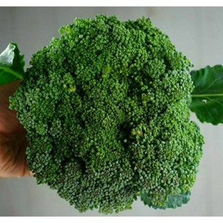 เมล็ดพันธุ์บล็อคโคลี่ วอลทัม 29(Waltham 29 Green Broccoli Seed)บรรจุ 100 เมล็ด ของแท้ คุณภาพดี ราคาถูก นำเข้าจากต่าง