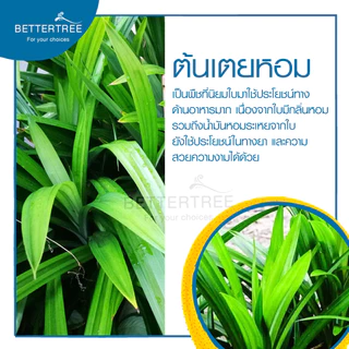 เตยหอม (จำนวน 1 ช่อ) ต้นไม้ฟอกอากาศ สามารถเลี้ยงกับน้ำได้ ต้นไม้ ต้นไม้น้ำ เตย เตยทำขนม