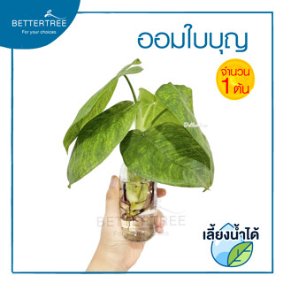 ต้นออมใบบุญ (จำนวน 1 กิ่ง)Syngonium Macrophyllum ‘Frosted Heart’ สามารถเลี้ยงน้ำได้ ไม้ฟอกอากาศ ต้นไม้