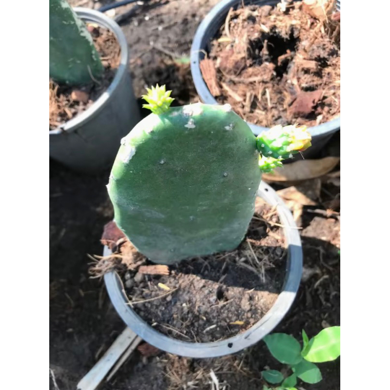 โอพันเทียหูกระต่าย ทานผลทานใบได้ จัดโปรโมชั่นต้นละ 3️⃣9️⃣บาท จัดส่งแบบกระถาง 4 นิ้ว รากเดินดีพร้อมส่งวันต่อวัน