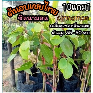 ต้นอบเชยไทย ชิเนมอน cinnamon ต้นไม้สมุนไพรไทย เครื่องหอมเครื่องเทศ ศรีลังกา ผักสวนครัว ผลไม้ อาหาร สลัด จัดสวน แต่งบ้าน