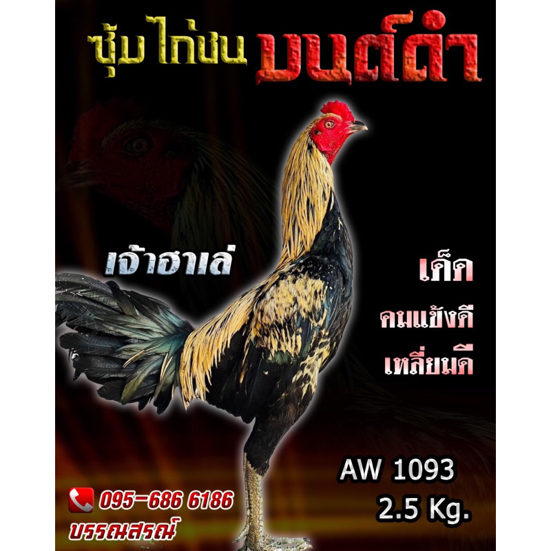 ไข่ไก่ชน ส.มีสุวรรณ100%