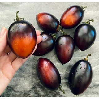 เมล็ดพันธุ์มะเขือเทศดำ แบล็ค โรม่า(Black Roma Tomato Seed)บรรจุ 15 เมล็ด ของแท้ คุณภาพดี ราคาถูก นำเข้าจากต่างประเทศ