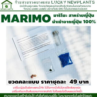 สาหร่ายนำโชค มาริโมะ Marimo ญี่ปุ่น เซ็ทขวดคละแบบ 49 บาท ซื้อ 2 แถมฟรี 1 เซ็ท