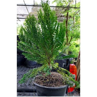 ล่ำซำ กระถาง 15 สูง 80 - 1 เมตร 🌳 ทรงพุ่มสวย