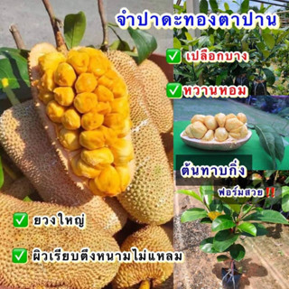 (2ต้น) ต้น จำปาดะทองตาปาน จำปาดะ ทองตาปาน ต้นจำปาดะทองตาปาน ต้นจำปาดะ จำปาดะ / happy