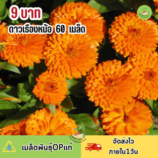 พิเศษ 9 บาท เมล็ดพันธุ์ดอกดาวเรืองหม้อ บรรจุ 60 เมล็ด