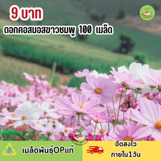 พิเศษ 9 บาท ‼️ เมล็ดพันธุ์ดอกคอสมอส ขาว ชมพุ บรรจุ 100 เมล็ด