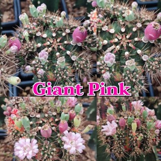 เมล็ดGiant pink เก็บใหม่ๆสดๆ จากสวน