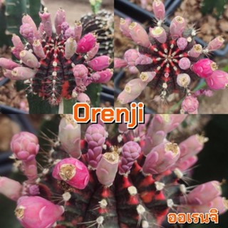 เมล็ด Orenji ออเรนจิ เก็บใหม่ๆสดๆจากในสวน