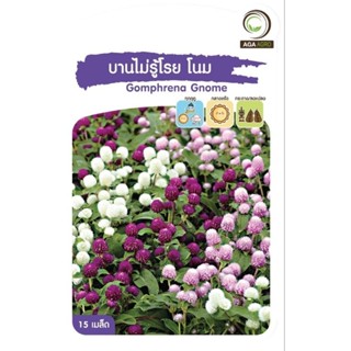 เมล็ดพันธุ์ ดอกไม้ บานไม่รู้โรย โนม (Gomphrena Gnome)